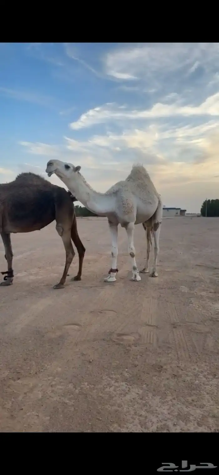 قعود باتلي على بعير فلاج الشيباني 0