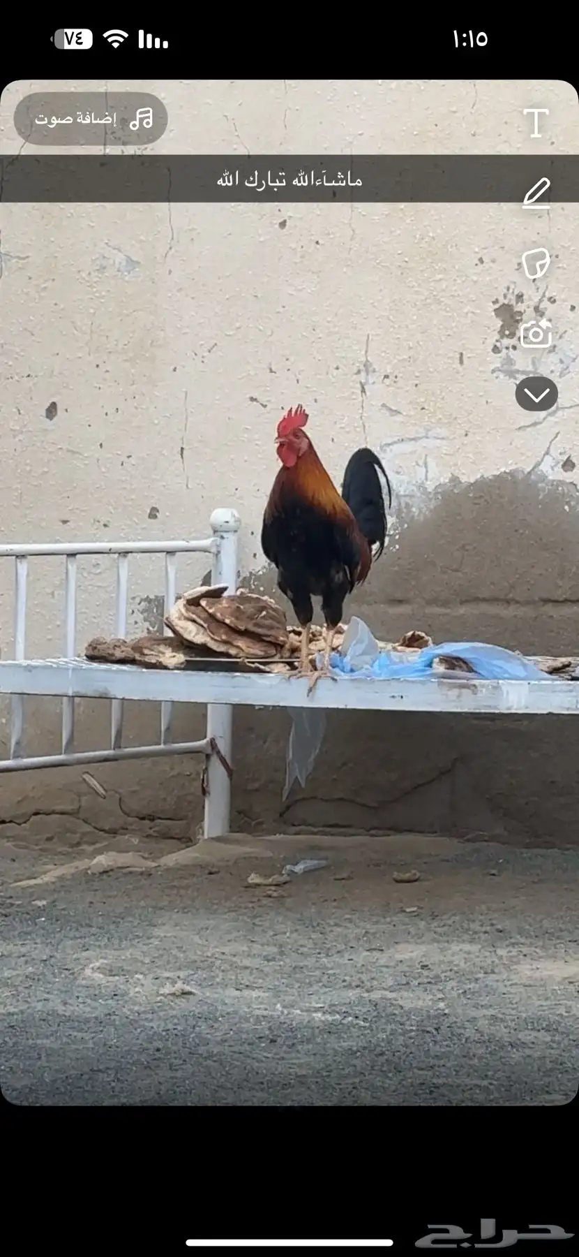 اللبيع ديك عربي اصيل 2
