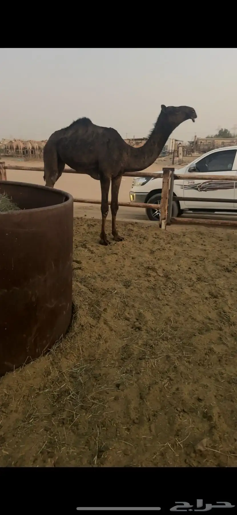 مفروده جدها الحاكم 0
