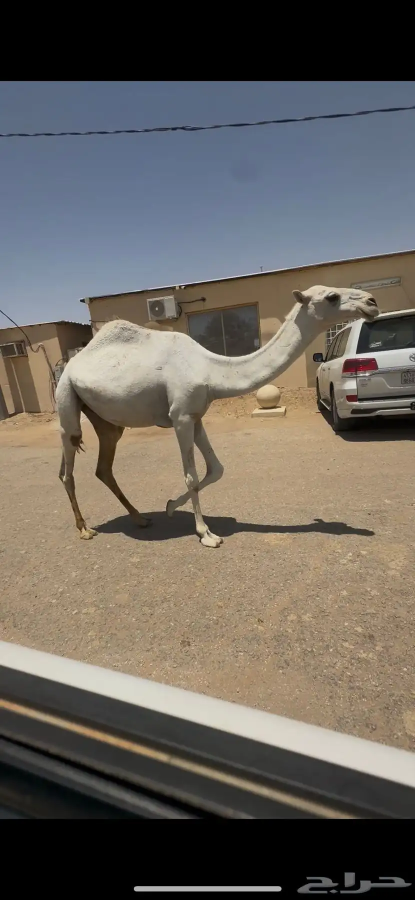 البيع بكره مفروده باتلي 4