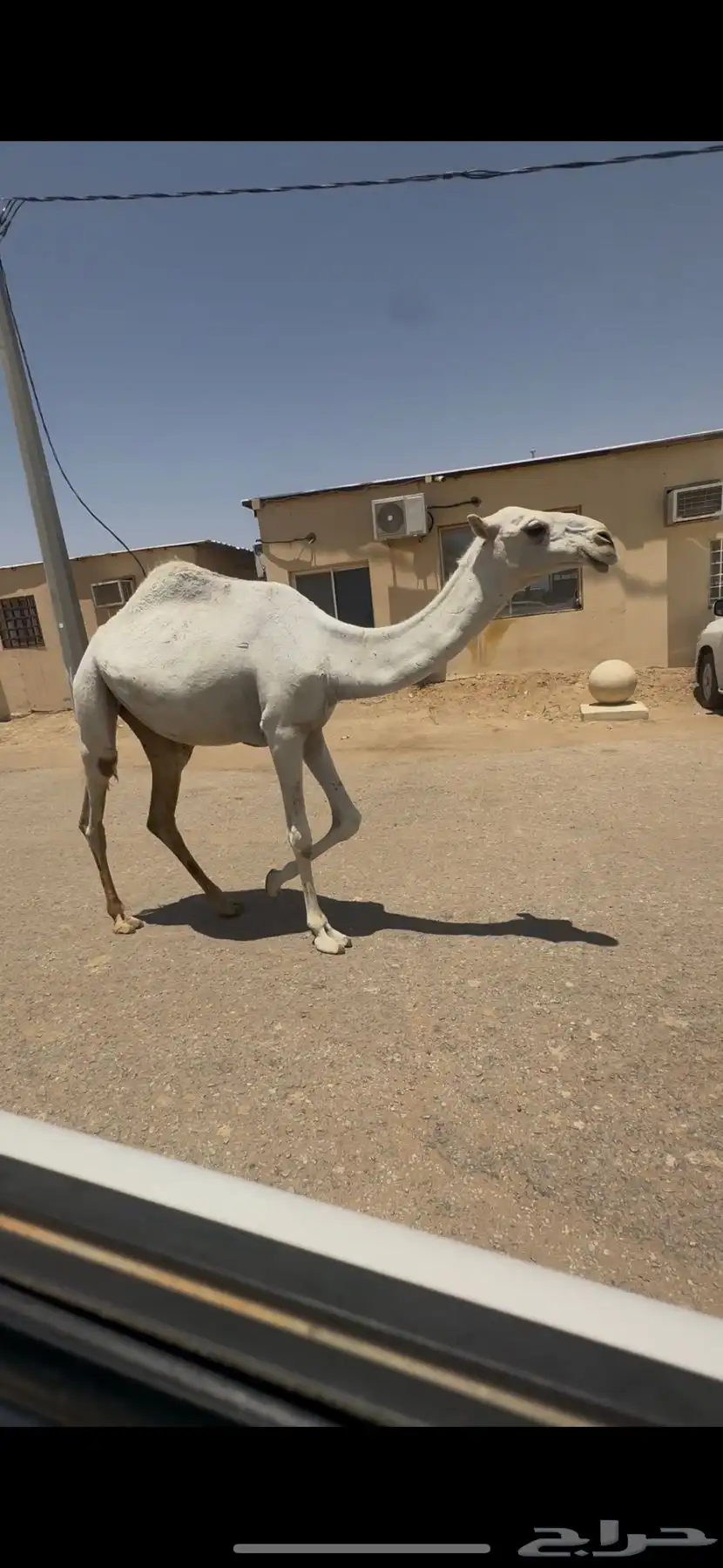 البيع بكره مفروده باتلي 3