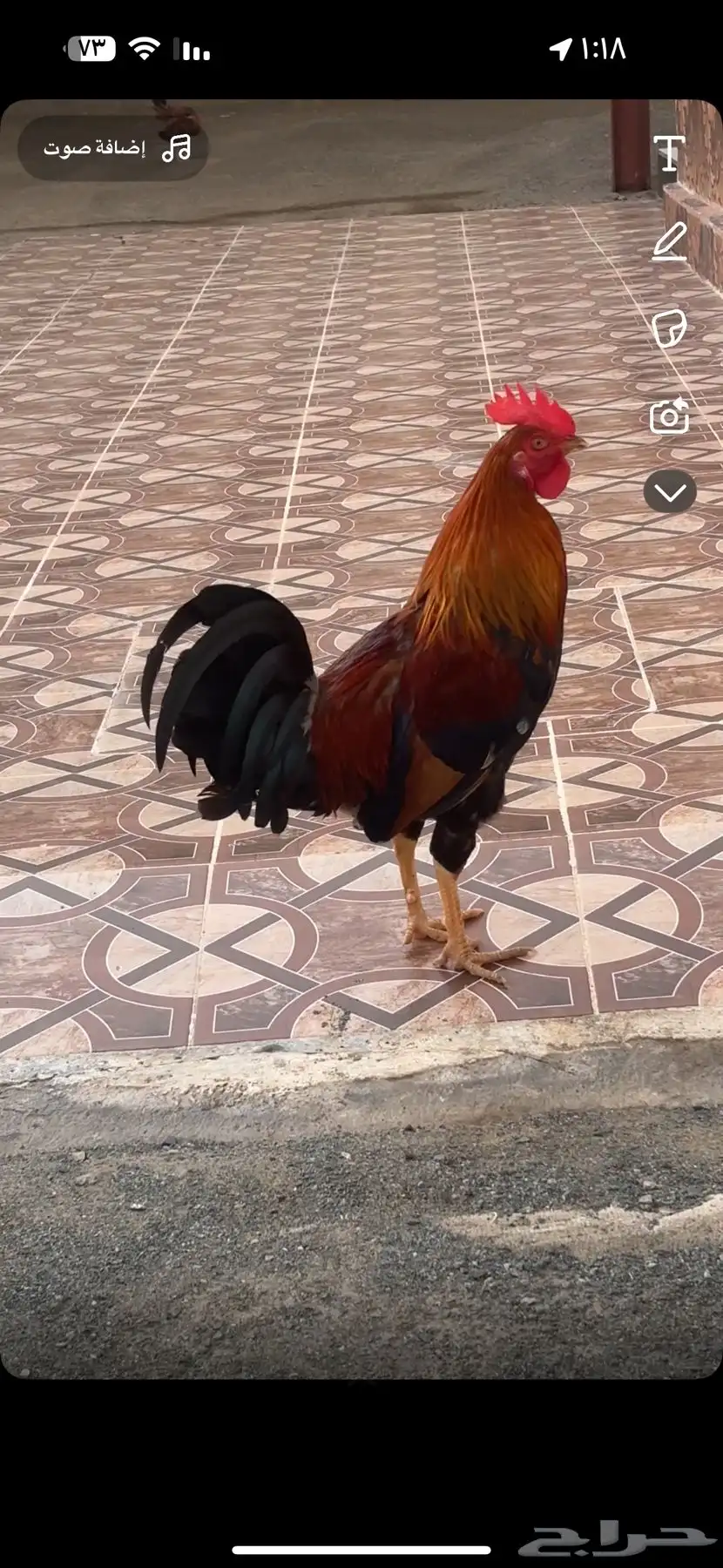 اللبيع ديك عربي اصيل 1