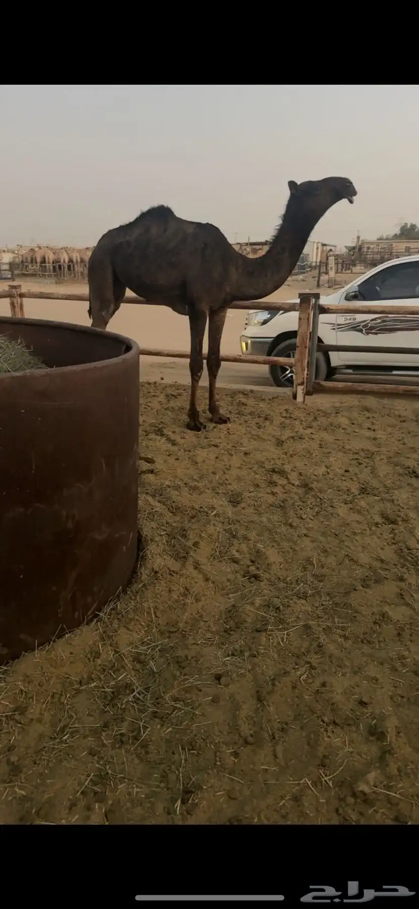 مفروده جدها الحاكم 1