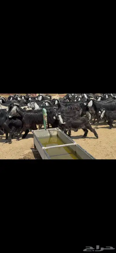 معزا متابيع عوارض . 14