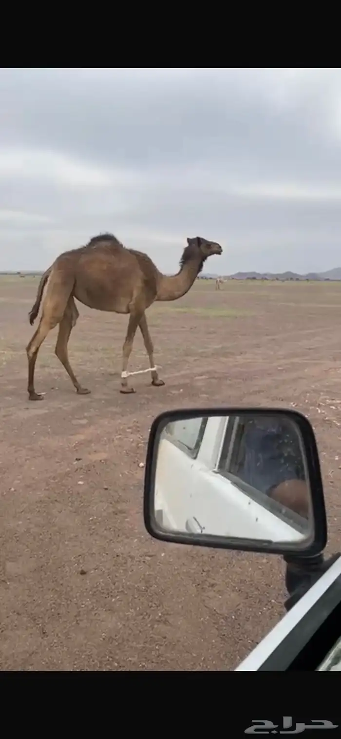 ذلول 0