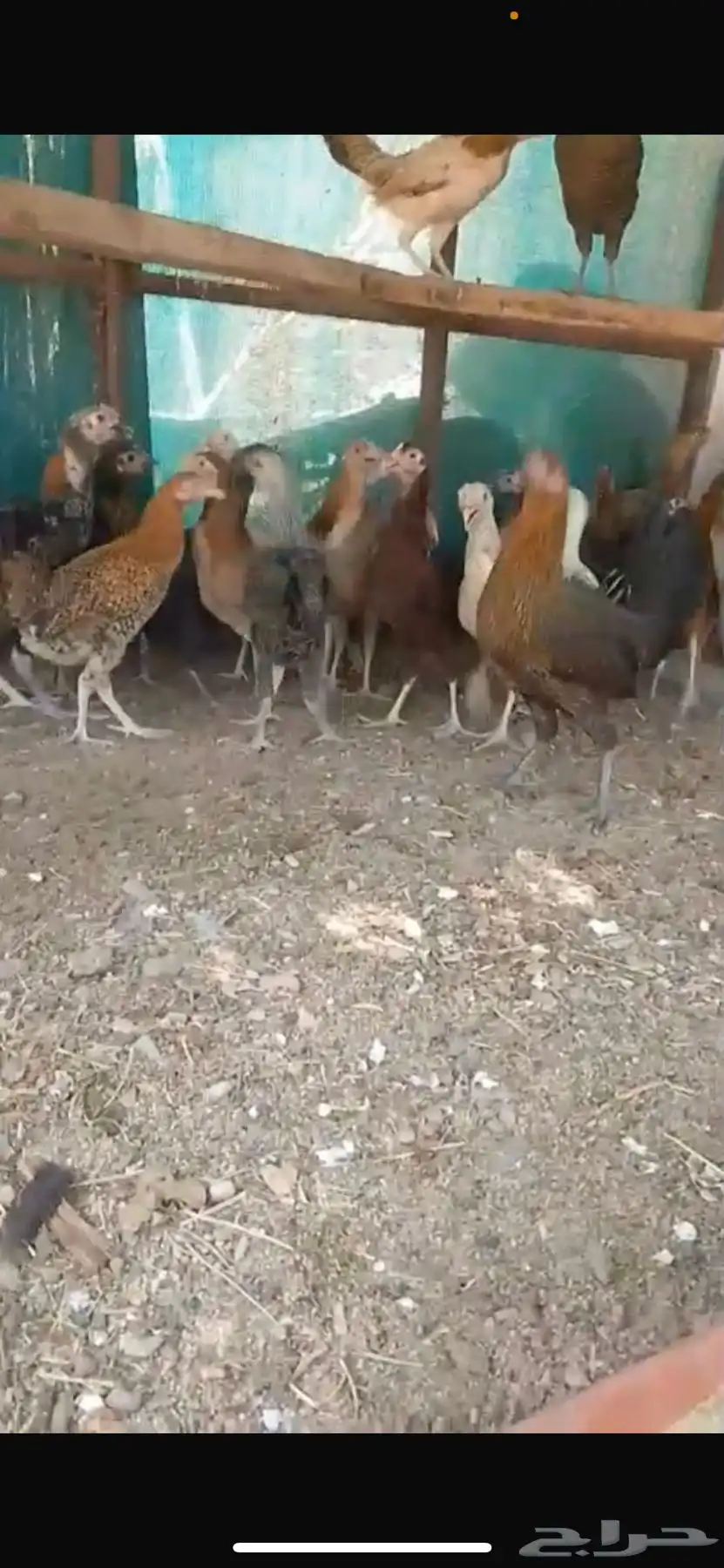 دجاج بلدي مهجن باكستاني 0