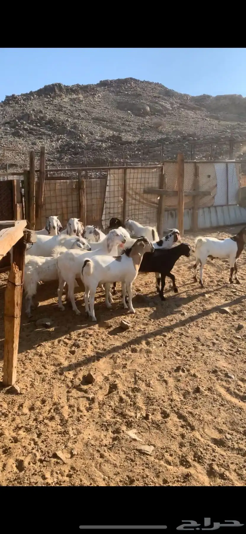 تيوس للبيع اعمارهن 5 شهور البهم طيب ظرمته برسيم وشعير 1