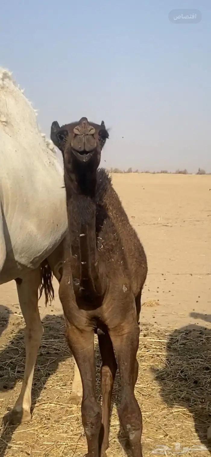 حوارة فردية 0