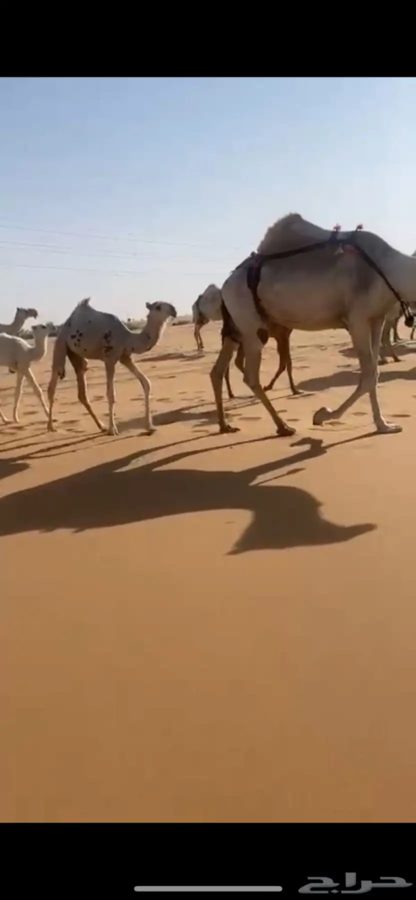 ابل كفو تحتها بكار كفو ومعها قعودين على الحاكم ابن قريع 3