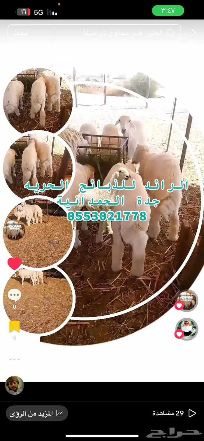 ذبايح الرائد الحرية 0