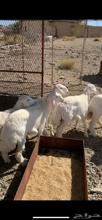 رخال للبيع 0