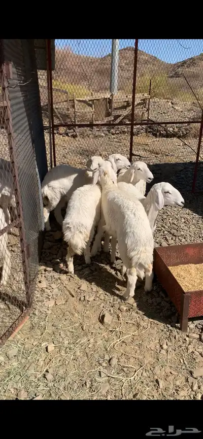 رخال للبيع 1