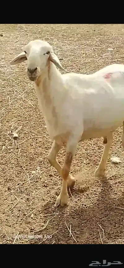 خروف حري 0