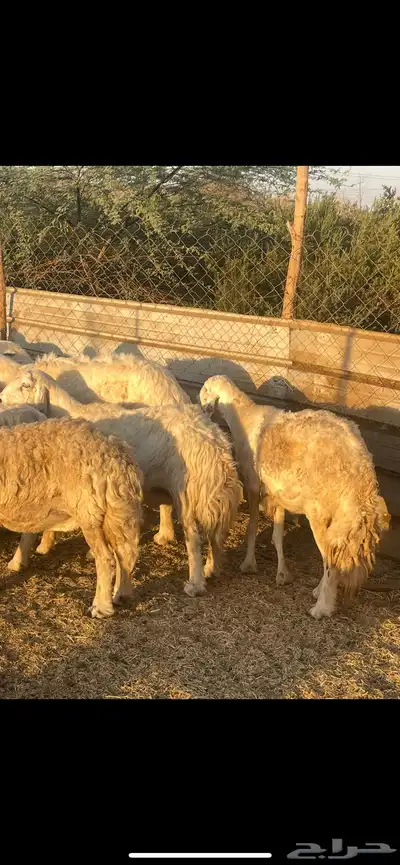 تم البيع 12