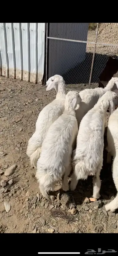 رخال للبيع 2