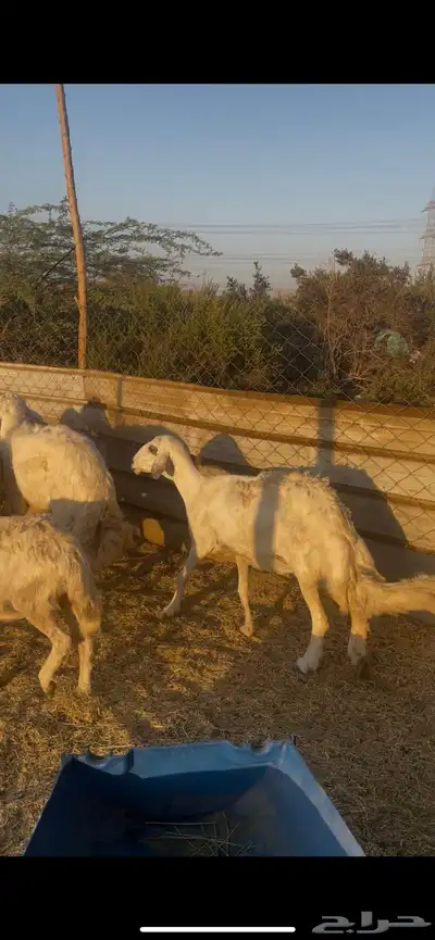 تم البيع 7