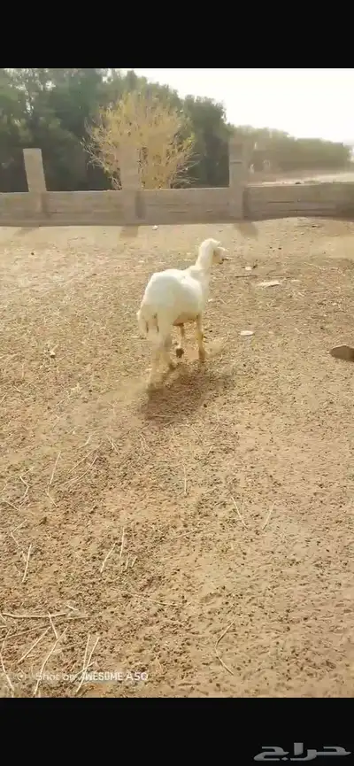 خروف حري 4
