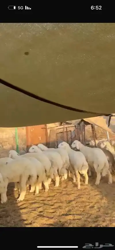 طليان 5 شهور 1