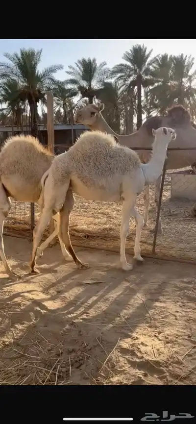 حاشي للبيع ((قعود)) وبكرة يرضعن حليب على الشرط وبرسيم 0