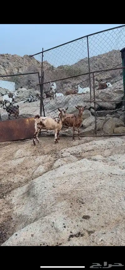 جفار بفحلها الوان فاخره جيشي 3