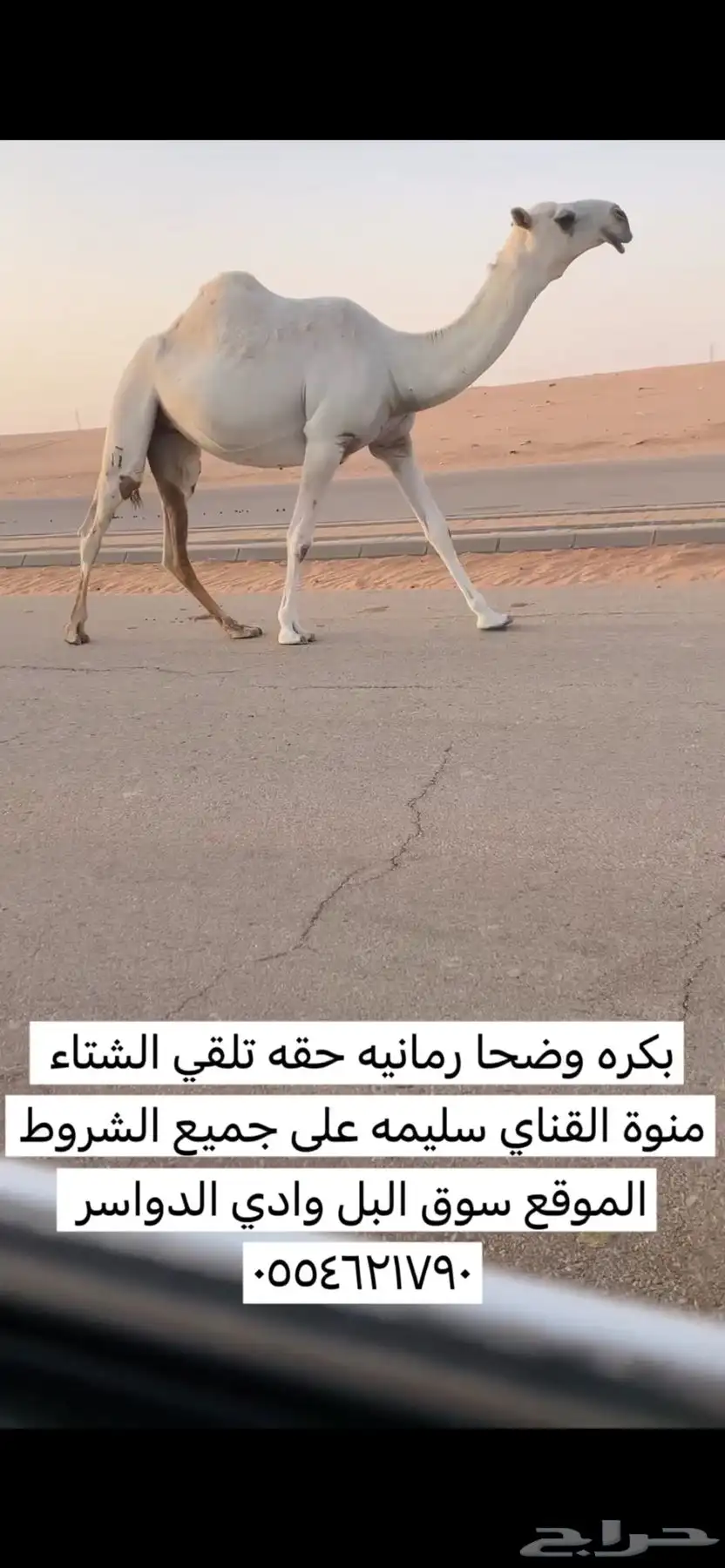 بكره وضحا رمانيه حقه تلقي 0