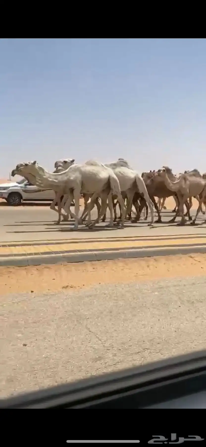 ابل كفو تحتها بكار كفو ومعها قعودين على الحاكم ابن قريع 1