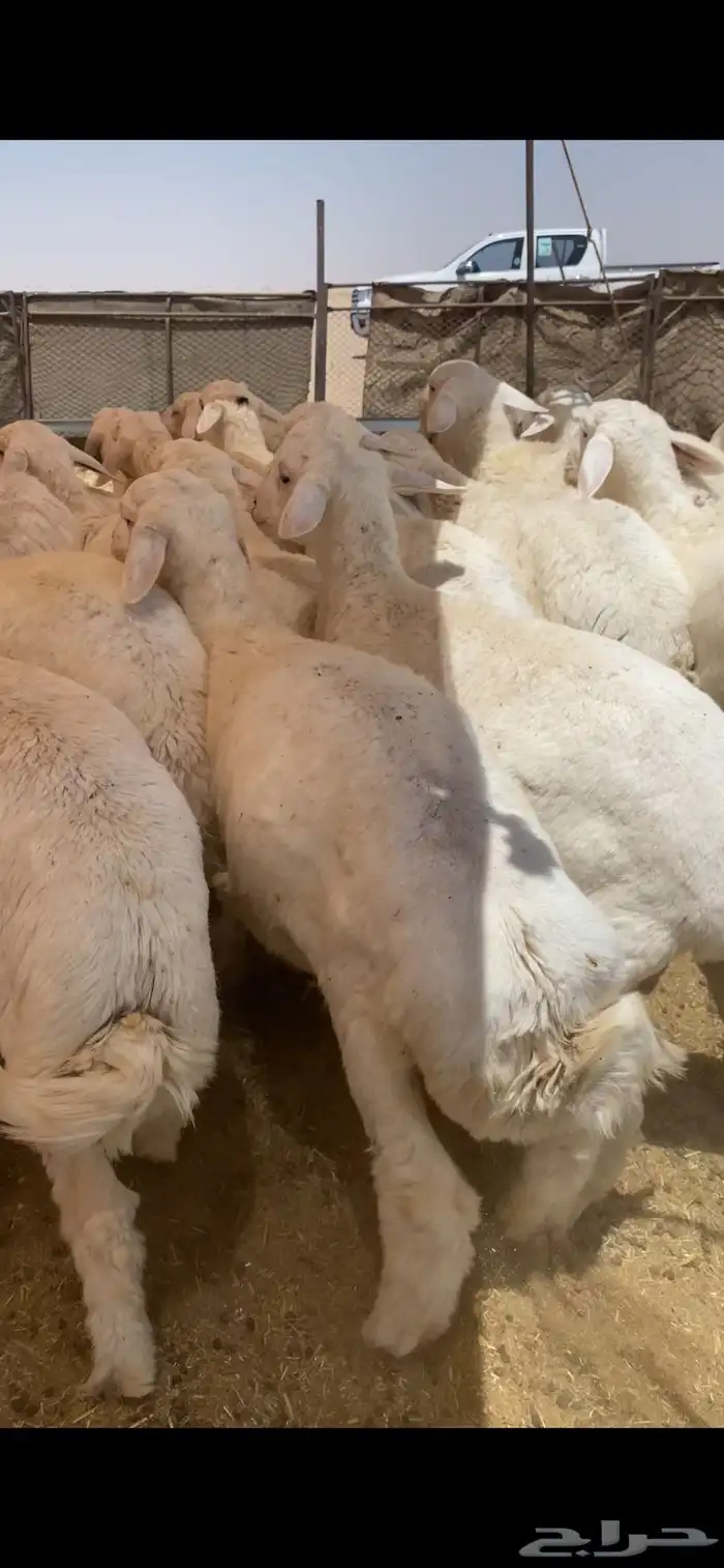 للبيع بهم حري شحم العدد60 الرخال4 العمر6شهور الموقع عفيف 3