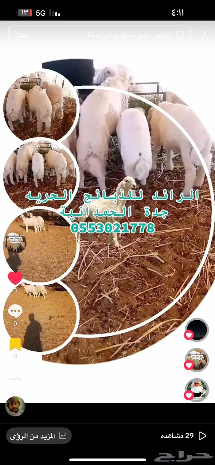 ذبايح الرائد الحرية 3