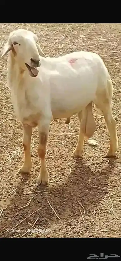 خروف حري 1