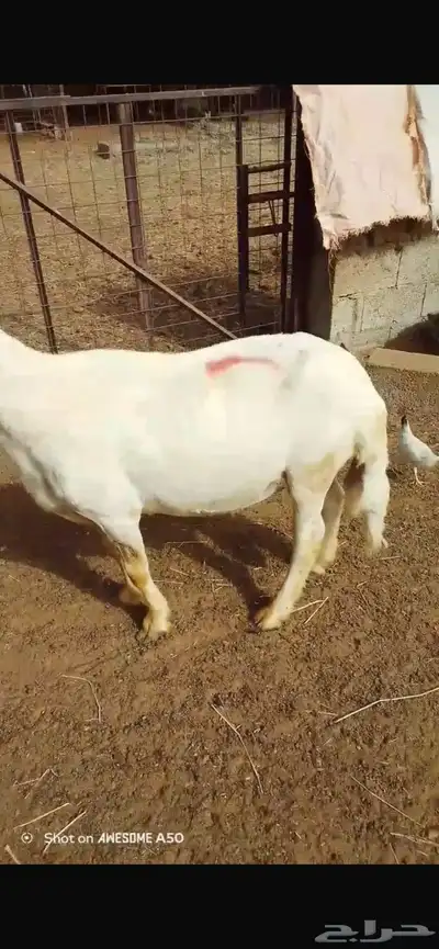 خروف حري 7