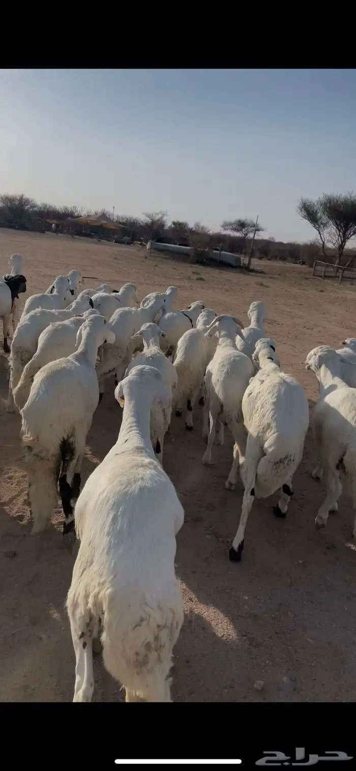 سواكن ابيض جبره فل شحم 2