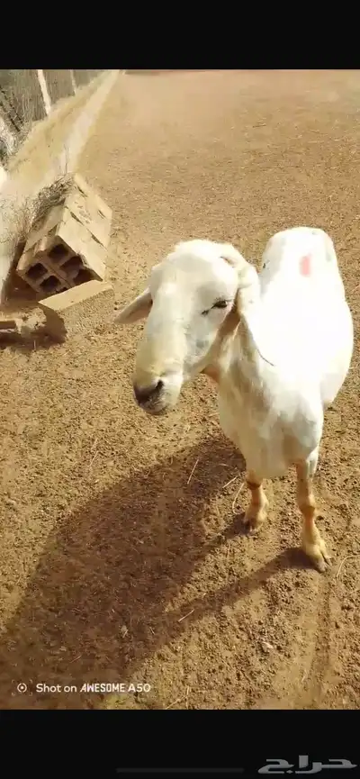خروف حري 5
