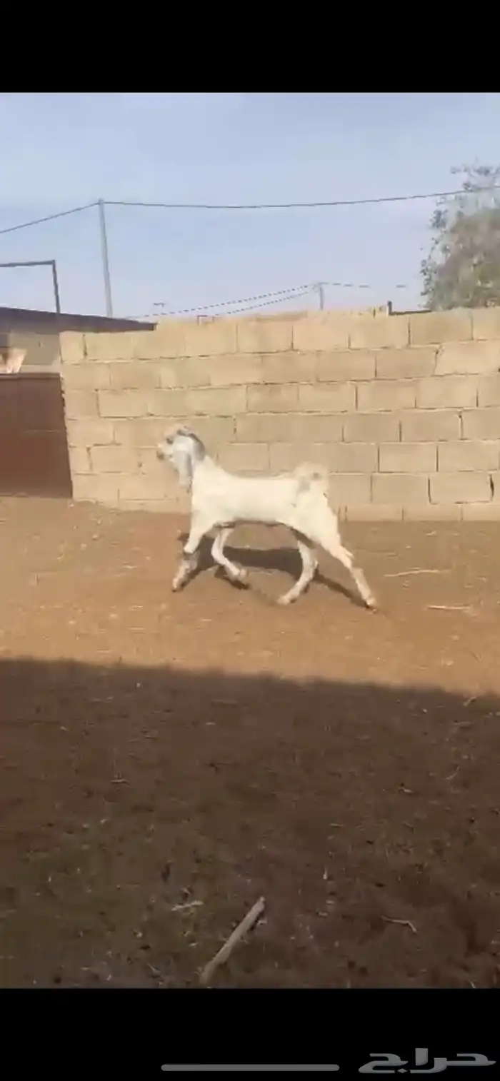 تيس ( تم البيع ) 1