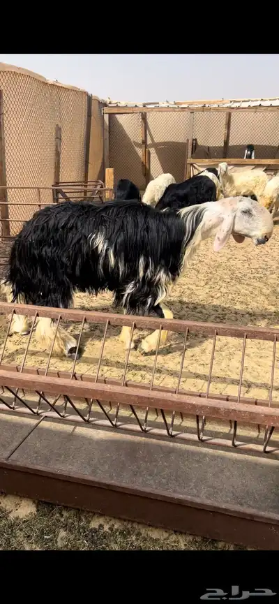 فحل نجدي فاخر ومنتج 3
