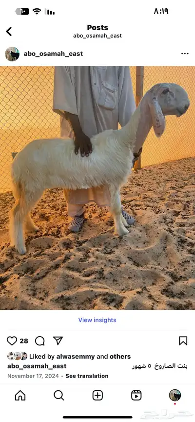 فحل نجدي فاخر ومنتج 5