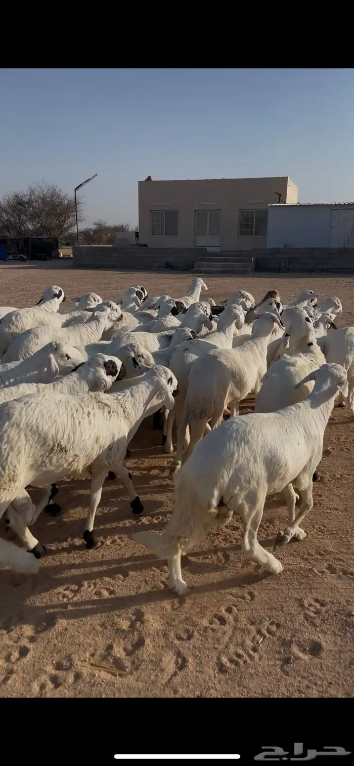 سواكن ابيض جبره فل شحم 1