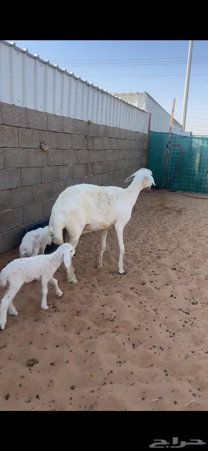 حريه تحتها خروف ورخل حليب وافر 1