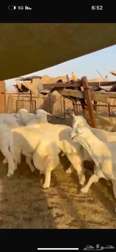 طليان 5 شهور 0