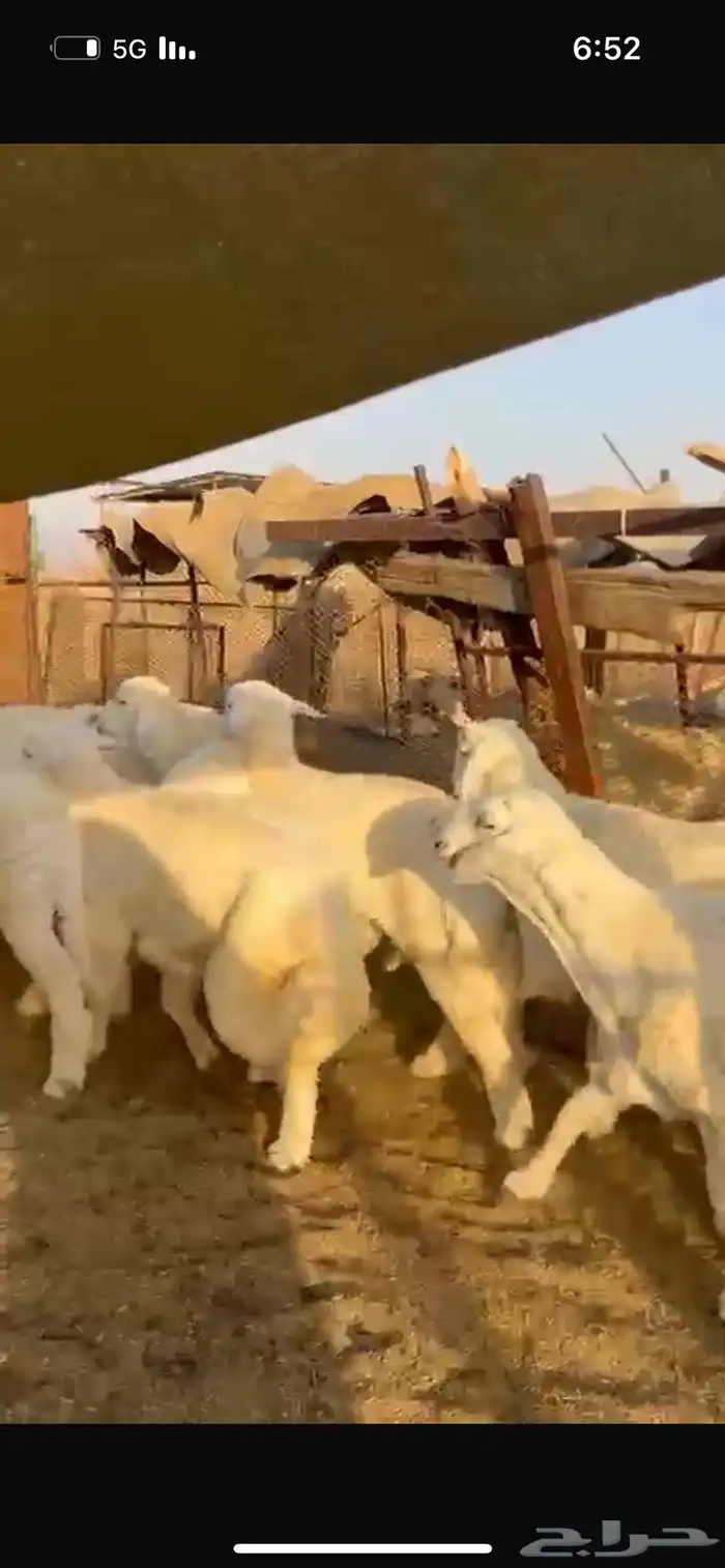 طليان 5 شهور 0