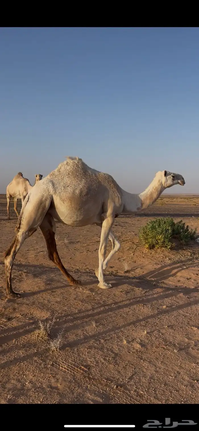 بكرة لقيه رمانية طيبه للبيع 0