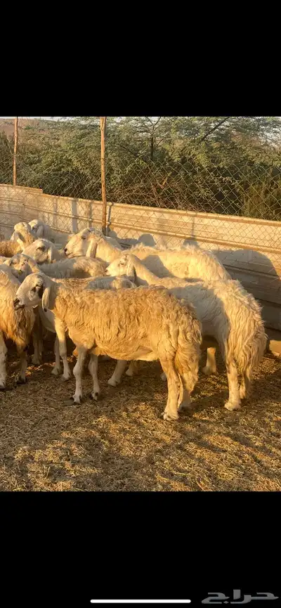 تم البيع 11