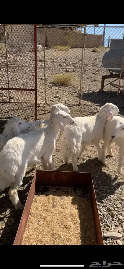 رخال للبيع 3