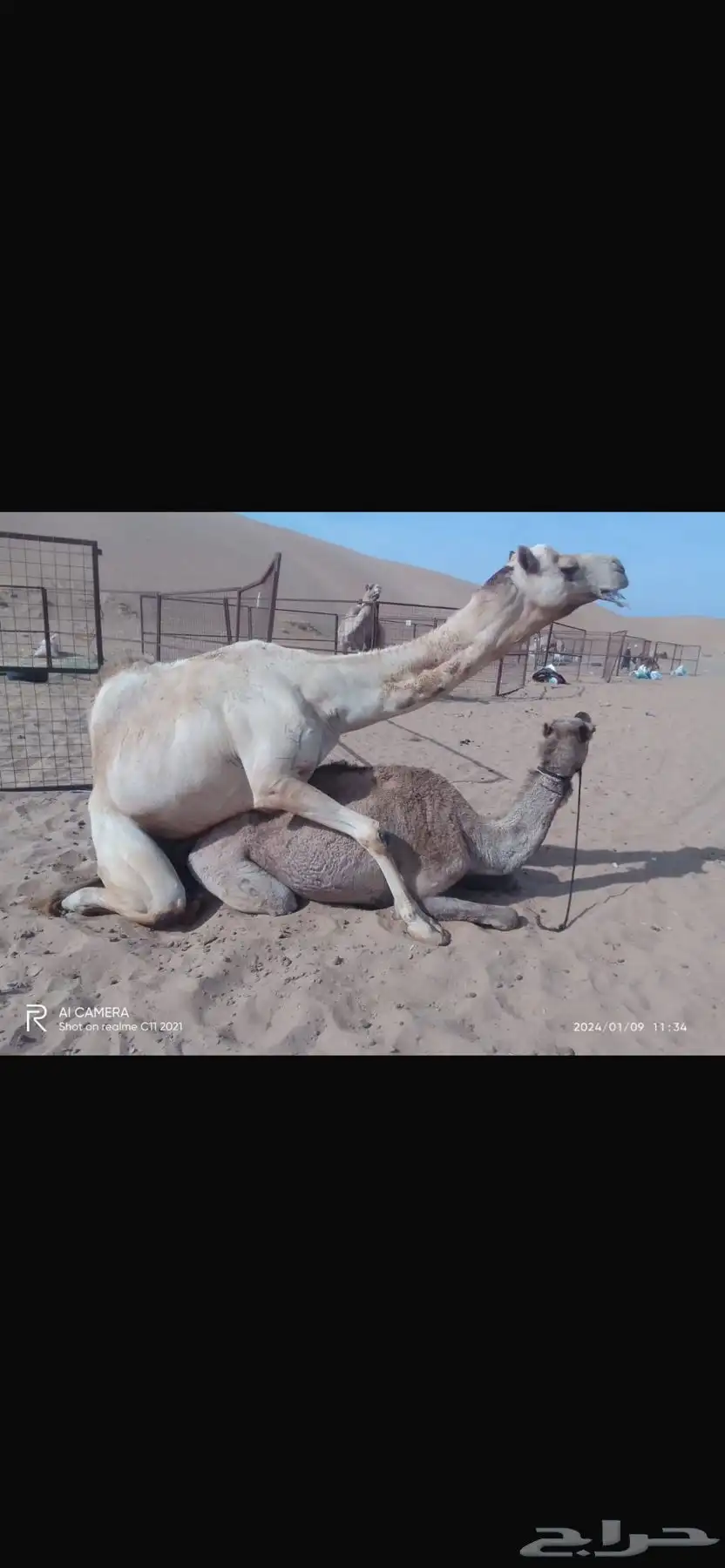 ناقه مهجنه خلفه من نياق الموسى وسابق في يده 4