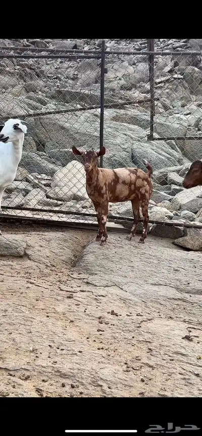جفار بفحلها الوان فاخره جيشي 2