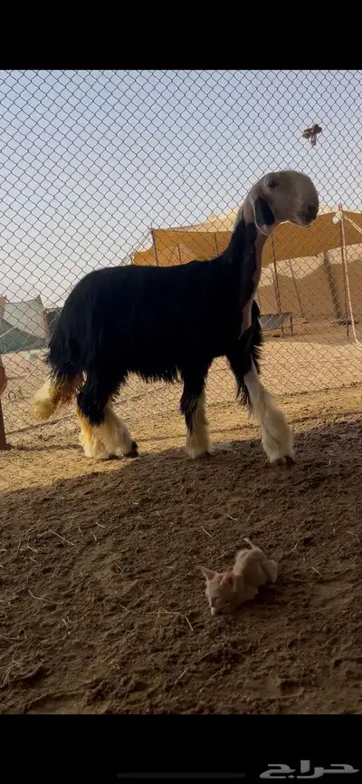 جذعه خصم 0