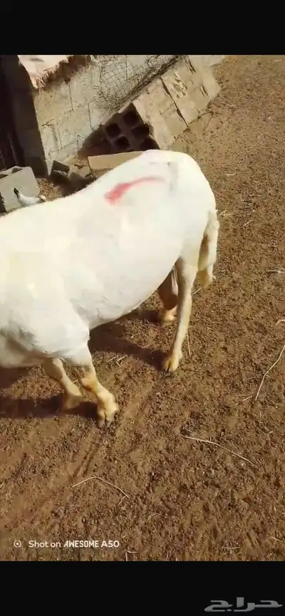 خروف حري 6