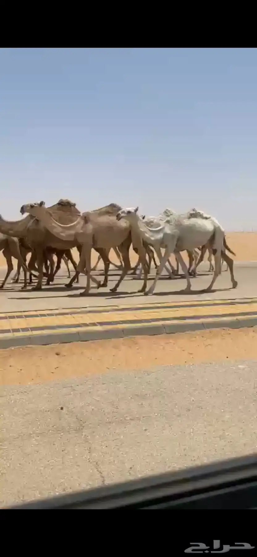 ابل كفو تحتها بكار كفو ومعها قعودين على الحاكم ابن قريع 0