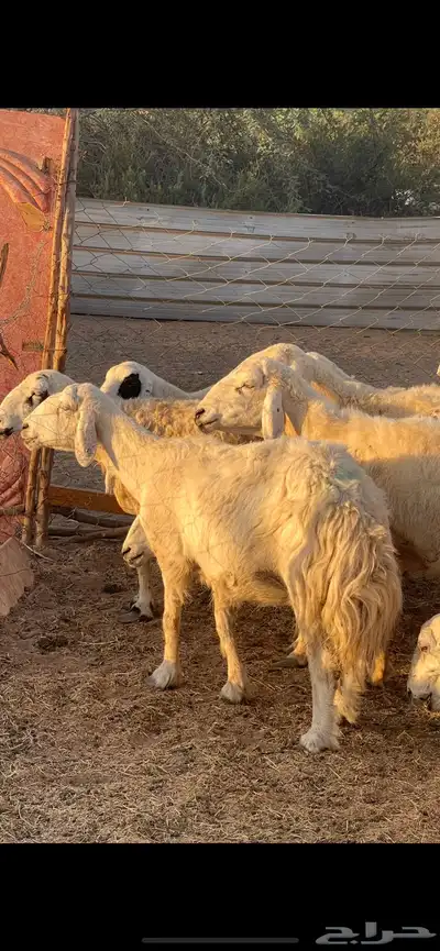 تم البيع 10