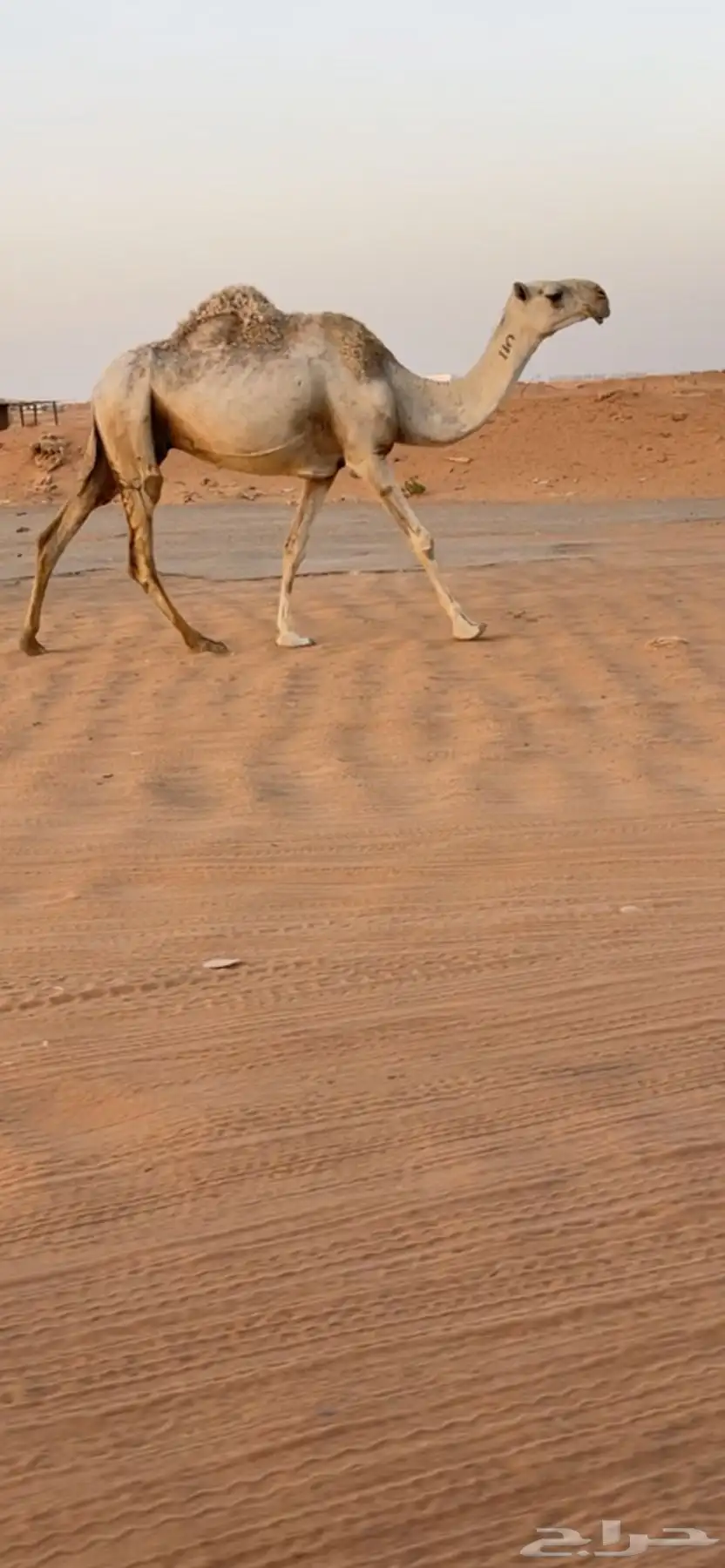 ناقه شقحاء ضريبه 0