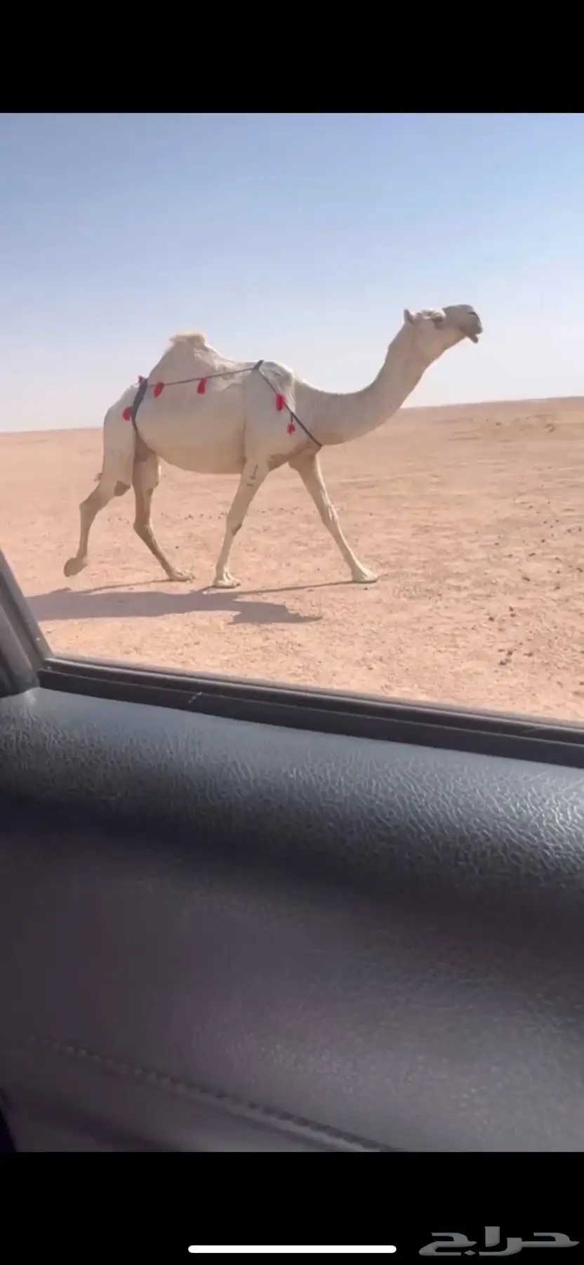 للبيع لقحه باتليه كفو لها 7 شهوور 0